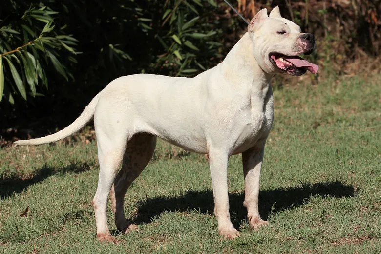 Bully Kutta
